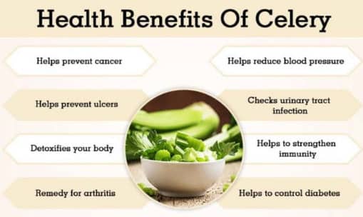 Health Benefits of a Stalk of Celery