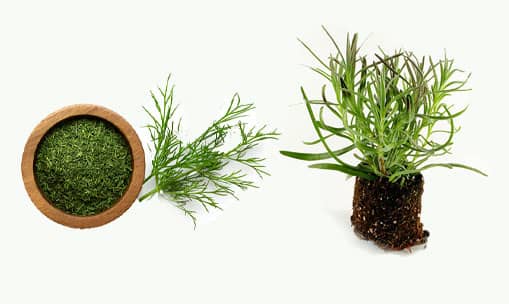 How different cuisine use dill and dill weeds?
