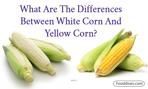 What Are The Differences Between White Corn And Yellow Corn