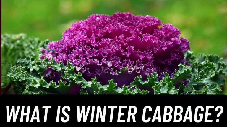 What Is Winter Cabbage