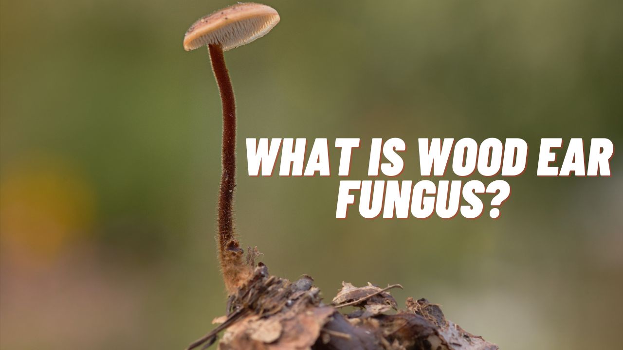 What is Wood Ear Fungus